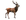 Cervo
