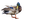 Oche